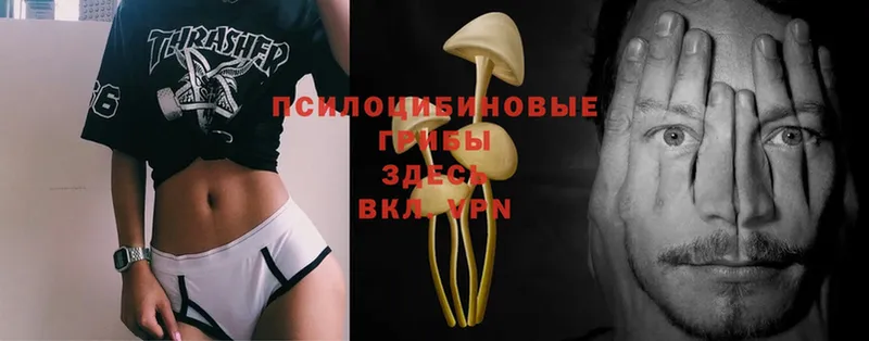 Псилоцибиновые грибы Magic Shrooms  Губкин 